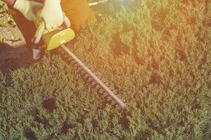 Hands of unknown gardener in colorful gloves are trimming the overgrown green shrub with electric hedge trimmer on sunny backyard. Close up photo