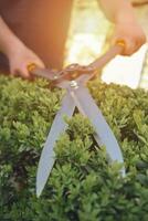 Bare hands of unknown gardener are trimming green bush using sharp hedge shears on his backyard. Worker clipping hedge in summer sunny day. Close up photo