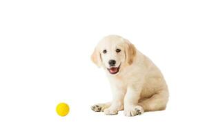 puppy golden retriever on a white background photo