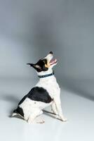 Fox terrier posing in studio on grey background. photo