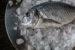 Seafood cooking preparation. Top view of dorado on ice. photo