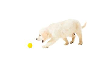 perrito dorado perdiguero en un blanco antecedentes foto