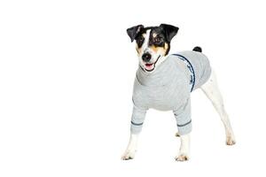 Fox terrier posing in studio on white background. isolated photo