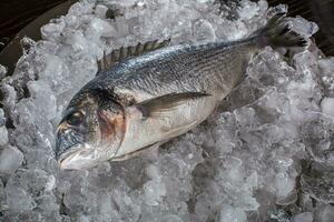 Seafood cooking preparation. Top view of dorado on ice. photo