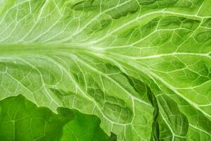 Fresh Lettuce one leaf close-up photo