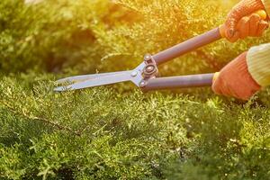 Hands of gardener in orange gloves are trimming the overgrown green shrub using hedge shears on sunny backyard. Worker landscaping garden. Close up photo