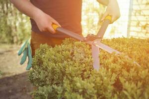 Man with bare hands is trimming a green shrub using hedge shears on his backyard. Gloves are in his pocket. Professional pruning tool. Close up photo