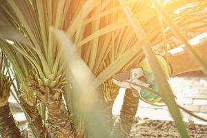 Hand of unrecognizable gardener in colorful glove is clipping green yucca or small palm tree with pruning shears in a yard. Sunny day. Close up photo