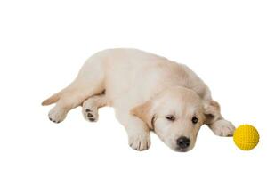 puppy golden retriever on a white background photo