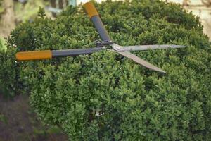 Big sharp hedge shears are on an overgrown green shrub, on backyard. Landscaping garden, clipping hedge in spring. Pruning tool. Close up photo