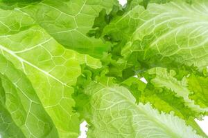 Fresh Lettuce one leaf isolated on white background. Close-up photo