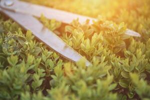 Sharp hedge shears are on an overgrown green bush, on backyard. Landscaping garden, clipping hedge in summer. Sunny day. Close up photo