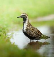 negro con membrete chorlito Vanellus Vanellus Hawai. foto