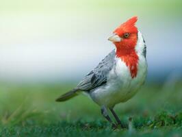 Red-crested cardinal standing on the grass photo