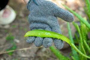 Farmer's hands are using a knife to peel aloe vera. photo