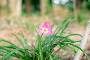 The pink flower named Pink Rain Lily is blooming beautifully. photo