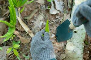 Farmer's hands are transplanting aloe vera seedlings. photo