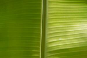 The new light green leaves of a banana tree photo