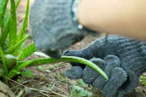 A farmer's hand uses a knife to cut an aloe vera plant and peel it. photo