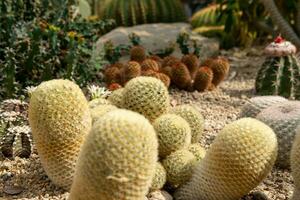 Cactus garden Various types of beautiful cacti Exotic cactus collection. photo