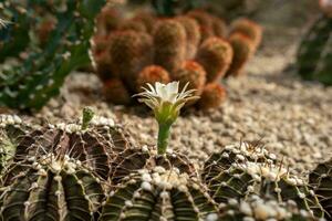 Cactus garden Various types of beautiful cacti Exotic cactus collection. photo