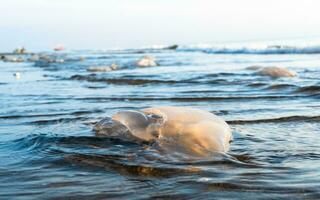 Jellyfish population drifting to the beach and losing their lives due to ecological, climatic and environmental reasons photo