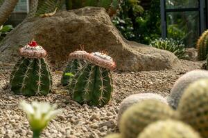 cactus jardín varios tipos de hermosa cactus exótico cactus recopilación. foto