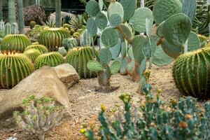 Cactus garden Various types of beautiful cacti Exotic cactus collection. photo