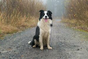 Pet activity. Cute puppy dog border collie sitting in autumn park forest outdoor. Pet dog on walking in foggy autumn fall day. Dog walking. Hello Autumn cold weather concept. photo