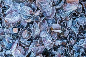 Frosty leaves with shiny ice frost in snowy forest park. Fallen leaves covered hoarfrost and in snow. Tranquil peacful winter nature. Extreme north low temperature, cool winter weather outdoor. photo