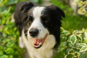 Outdoor portrait of cute smiling puppy border collie sitting on park background. Little dog with funny face in sunny summer day outdoors. Pet care and funny animals life concept. photo