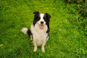 Outdoor portrait of cute smiling puppy border collie sitting on park background. Little dog with funny face in sunny summer day outdoors. Pet care and funny animals life concept. photo