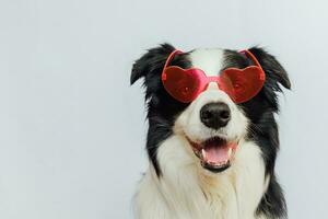 S t. concepto de día de san valentín. Gracioso cachorro border collie en gafas con forma de corazón rojo aislado sobre fondo blanco. perro encantador enamorado celebrando el día de san valentín. amor postal de romance enamorado. foto