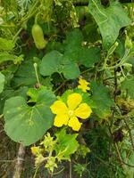 Yellow colored kumro flowers decorated with beautiful green leaves are natural mind-blowing surroundings photo