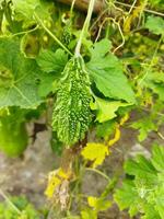 Nutrient content per 100 grams of edible bitter gourds 2.5 g carbohydrates, 4.3 g calcium, 14 mg iron, 1.8 mg carotene photo