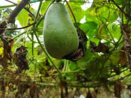 Benefits and nutritional value of rice pumpkin Roof pumpkin is a popular vegetable in our country. As this vegetable is grown on the roof of the house, it is known as roof pumpkin. This vegetable photo