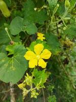 Yellow colored kumro flowers decorated with beautiful green leaves are natural mind-blowing surroundings photo