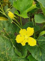 Yellow colored kumro flowers decorated with beautiful green leaves are natural mind-blowing surroundings photo