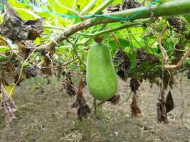 beneficios y nutricional valor de arroz calabaza techo calabaza es un popular vegetal en nuestra país. como esta vegetal es crecido en el techo de el casa, eso es conocido como techo calabaza. esta vegetal foto