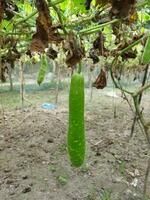 Some extraordinary benefits of gourd.. Skin is tight. Sleep is deep. Controls diabetes. Reduces the problem of constipation. photo