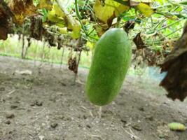 Benefits and nutritional value of rice pumpkin Roof pumpkin is a popular vegetable in our country. As this vegetable is grown on the roof of the house, it is known as roof pumpkin. This vegetable photo