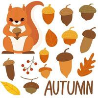 Set of squirrels and acorns. Autumn theme. Autumn forest. For your design. vector