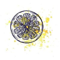 A cut round piece of lemon with yellow splashes. Graphic botanical illustration hand drawn in blue ink. Isolated object EPS vector