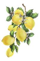 Lemons are yellow, juicy, ripe with green leaves, flower buds on the branches, whole. Watercolor, hand drawn botanical illustration. Isolated object on a white background. vector