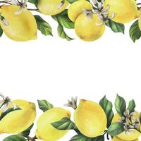 Lemons are yellow, juicy, ripe with green leaves, flower buds on the branches, whole and slices. Watercolor, hand drawn botanical illustration. Frame, template on a white background. vector