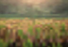 blurry paddy field landscape vector background for background design.