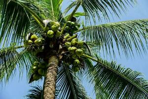 a coconut tree with many green coconuts on it photo