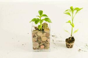 a plant growing from a small container of coins photo