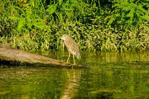 a bird is standing on a log in the water photo