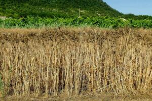 a field of dry grass with a mountain in the background photo